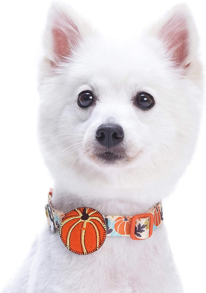 Thanksgiving Dog Collar - Adjustable Fall Pumpkin Puppy Collar for Small Dogs, Medium 14.5"-20" - Perfect for Holiday Enthusiasts & Family Photos - Seasonal Dog Collars